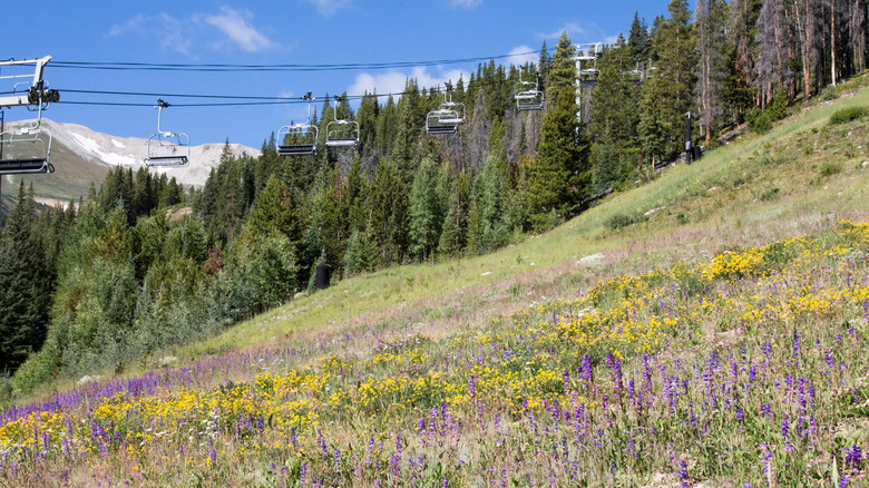 Chairlift over a field of blooming wildflowers in Breckenridge, Colorado