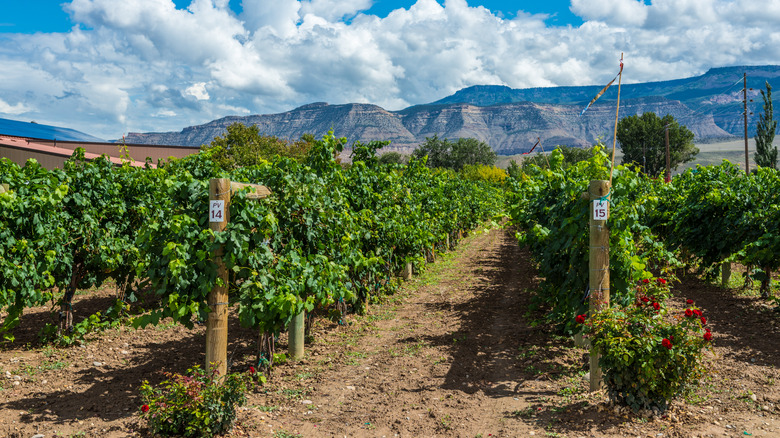 Vineyards with mountains in Colorado.