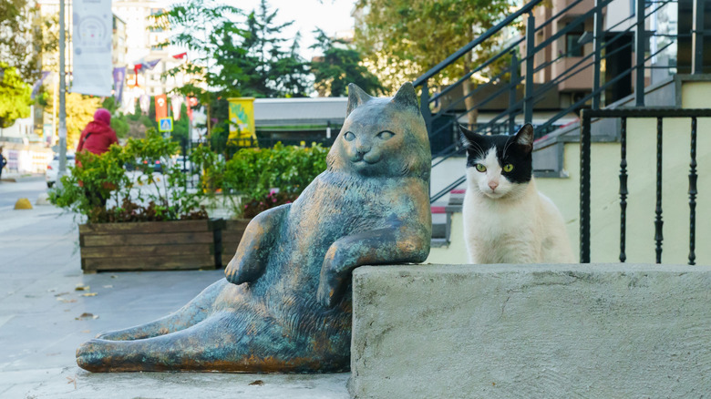 Real cat posing next to Istanbul's Monument of Tombili cat in the Kadikoy district