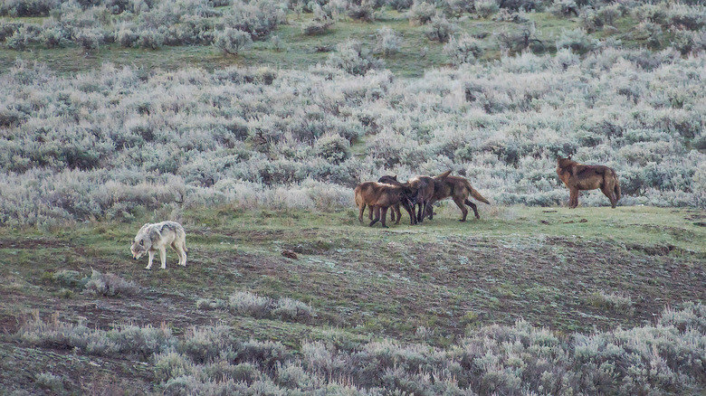 A wolf pack in Lamar Valley of Yellowstone National Park