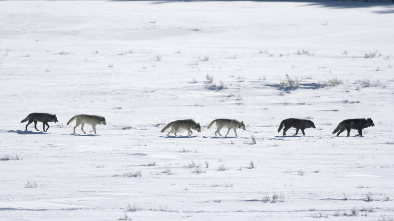Wolf pack walking through the snow of Lamar Valley in Yellowstone National Park