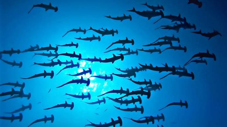 School of hammerhead sharks