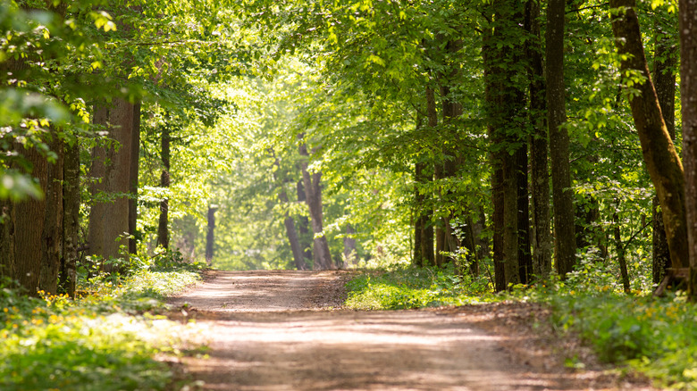 A sunny path through the Bialowieza Forest