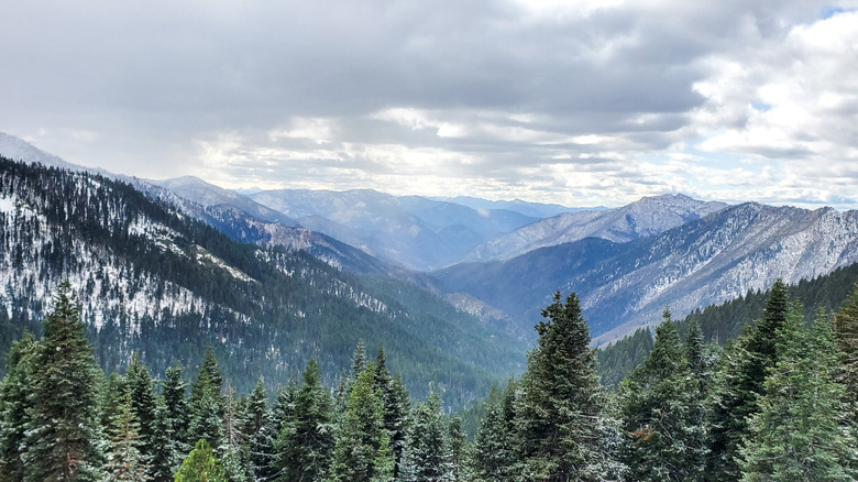 Evergreen forests draping the Siskayou Mountains