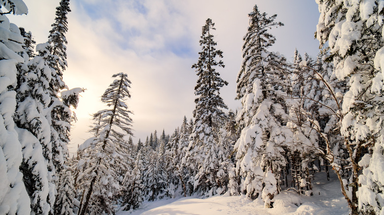 Snow blankets the ground and a crop of evergreen trees in Bras-du-Nord Valley.