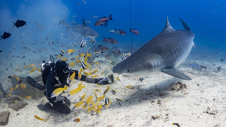 a diver feeding a tiger shark bait in the Beqa Lagoon