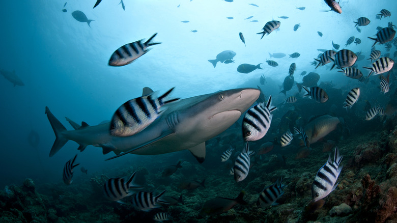 grey reef fish with damsel fish school int he Beqa Lagoon