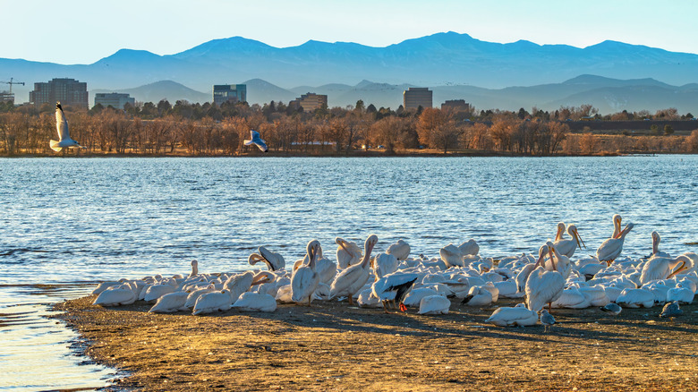 Pelicans in Cherry Creek State Park