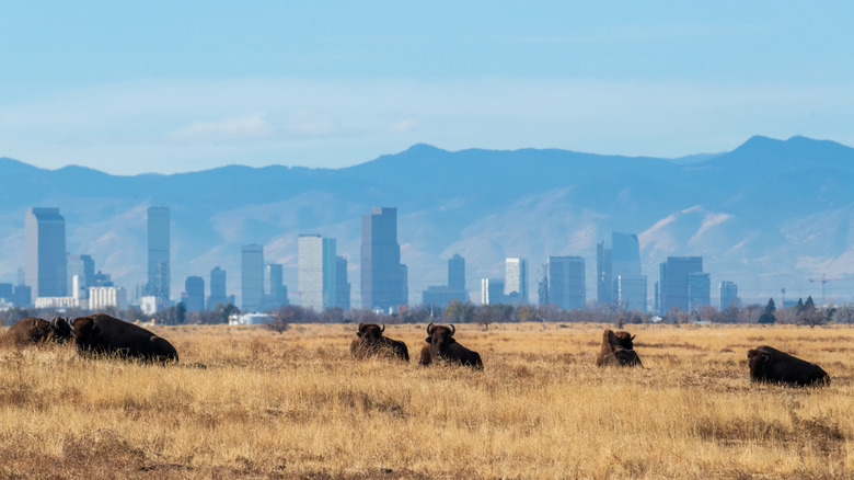 Bison resting in Colorado wildlife refuge