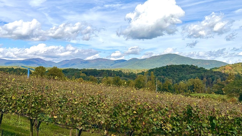 Rolling hills and mountains at a Dahlonega winery