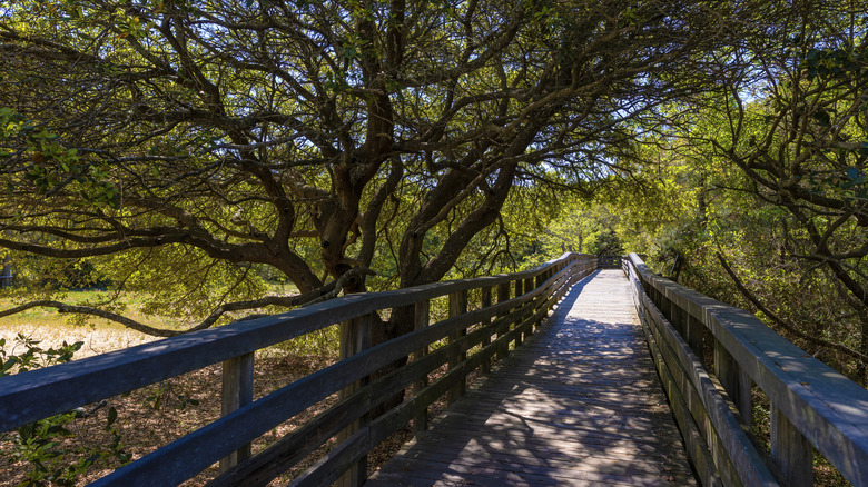 A boardwalk at Jockeys Ridge State Park in Dare County, North Carolina