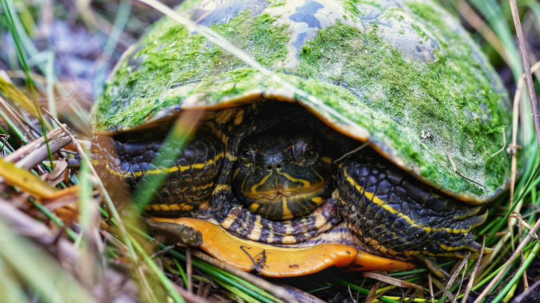 A western pond turtle hides in its shell on the edge of California wetland