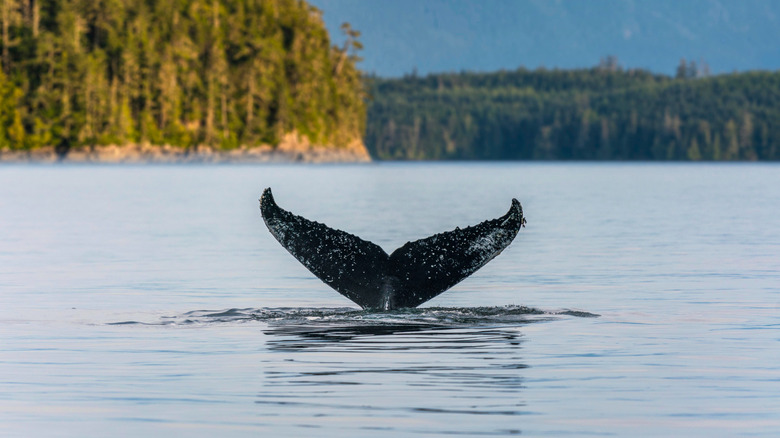 Whale tail off of Vancouver Island