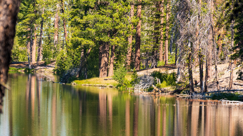 Reflections on a lake in Lassen National Park