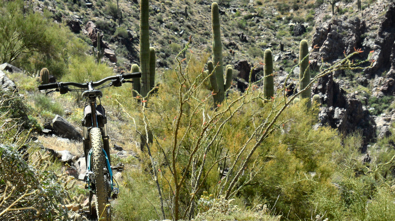 A mountain bike in the Cave Creek Area of Maricopa County