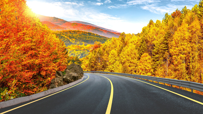 road leading through forest blazing with autumn color