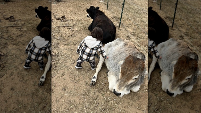 Young boy cuddling two cows at Calvary Farms