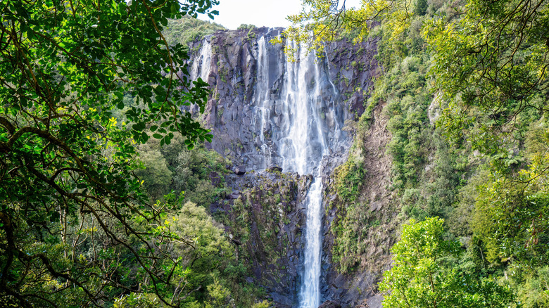 Wairere Falls in Matamata, New Zealand