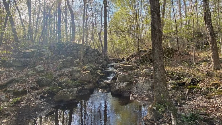 trees and creek in Canonchet Brook Preserve