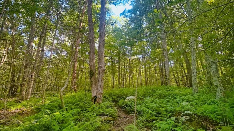 trees in Canonchet Brook Preserve Rhode Island