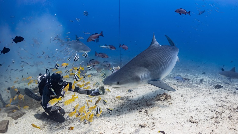 Diver with tiger shark in Beqa, Fiji