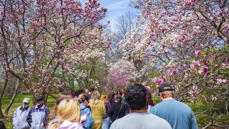 People walking along lilac bushes