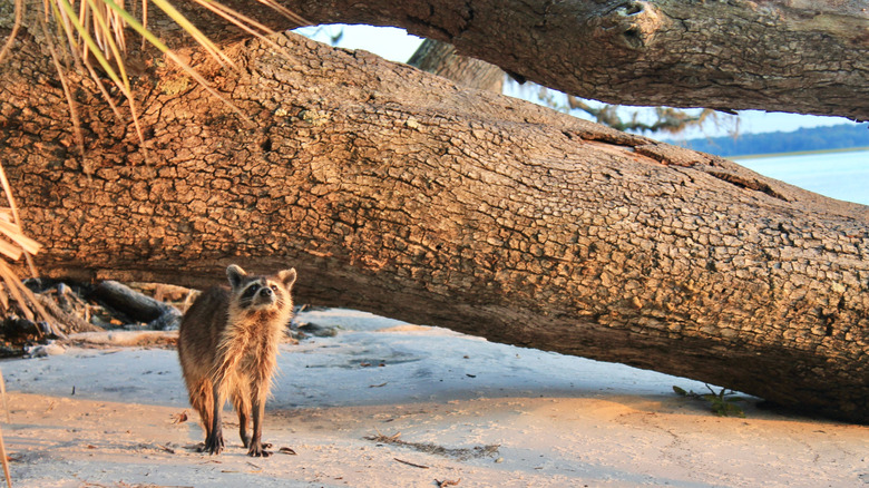Raccoon on beach shoreline, Florida