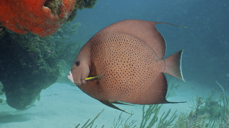 Tropical fish in Phil Foster Park