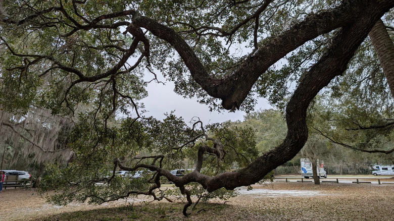 The branches of a massive tree at Marjorie Kinnan Rawlings Historic State Park