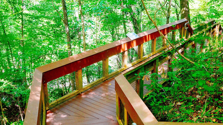 A staircase winds between green trees at Devil's Millhopper Geological State Park, in Gainesville, Florida.