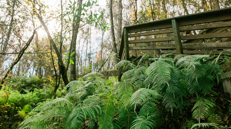 Lush ferns grow from the cliffs beneath a wooden staircase at Devil's Millhopper Geological State Park, in Florida.