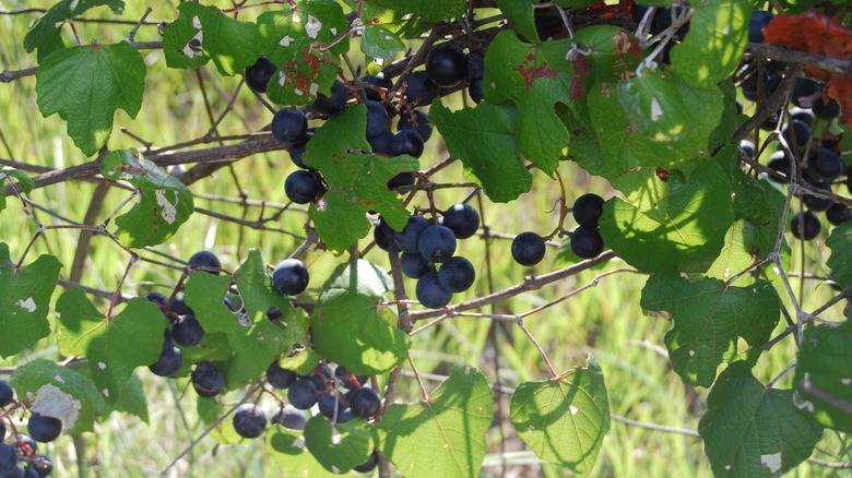 Texas wine grapes