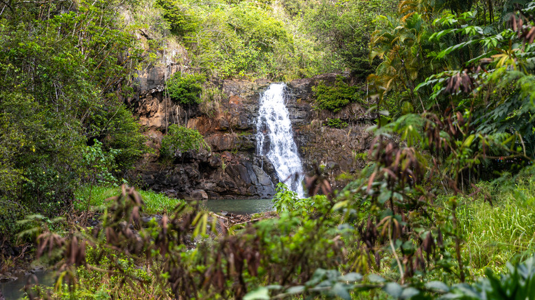 Waimea Falls Oahu viewed through foliage