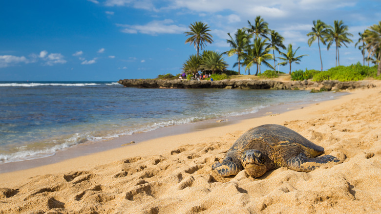 A green sea turtle resting on a sandy beach at Haleiwa Beach
