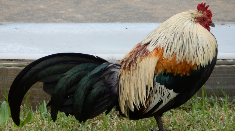 Wild Burmese Chicken roaming the streets of Fitzgerald, Georgia