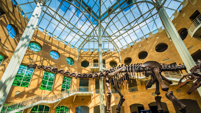 Dinosaur skeletons inside the atrium of the Fernbank Museum