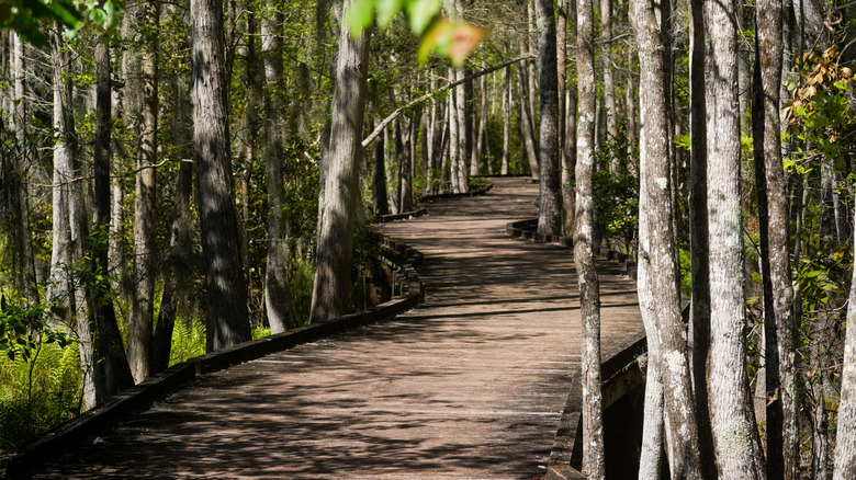Timber boardwalk winds through trees and swamp in Okefenokee State Park, Georgia