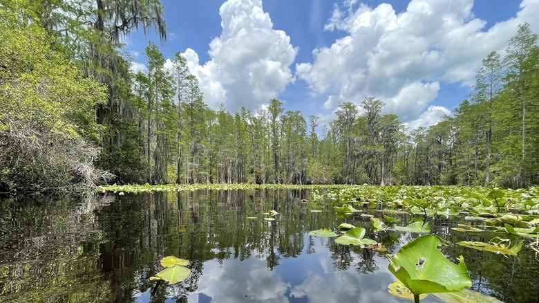 Swamp surrounded by greenery at Okefenokee State Park, Georgia