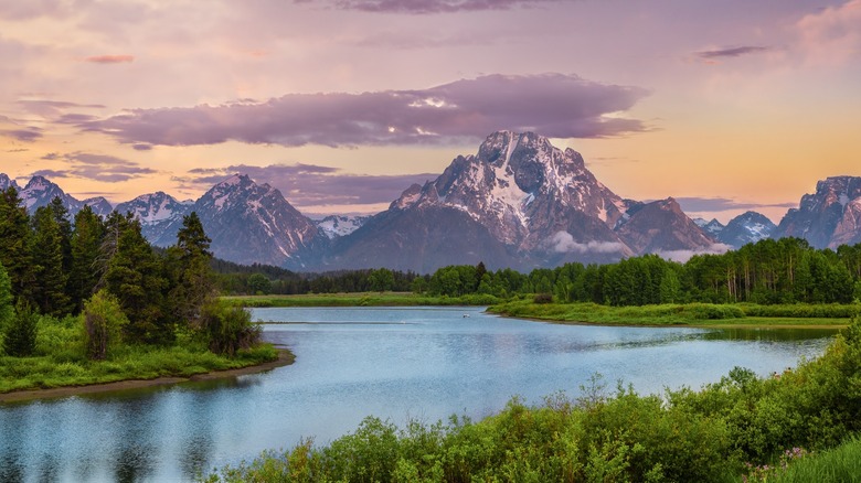The Grand Tetons changed pink by a sunset with water and lush greenery in the foreground