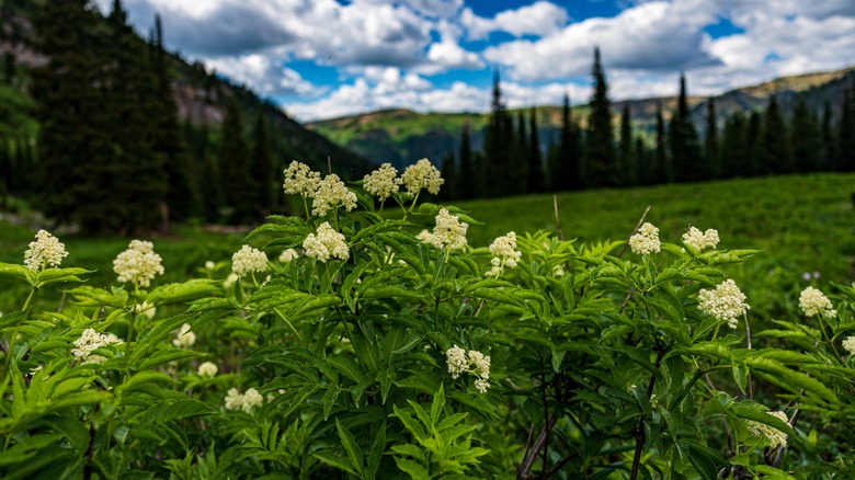 Beautiful small white flowers with trees, mountains and a cloudy blue sky in the background