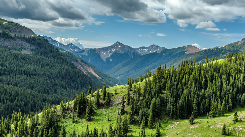 A view of the mountains and trees at San Juan National Forest