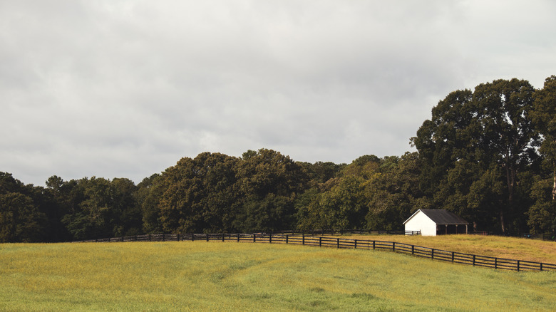 Rural Georgia farmland
