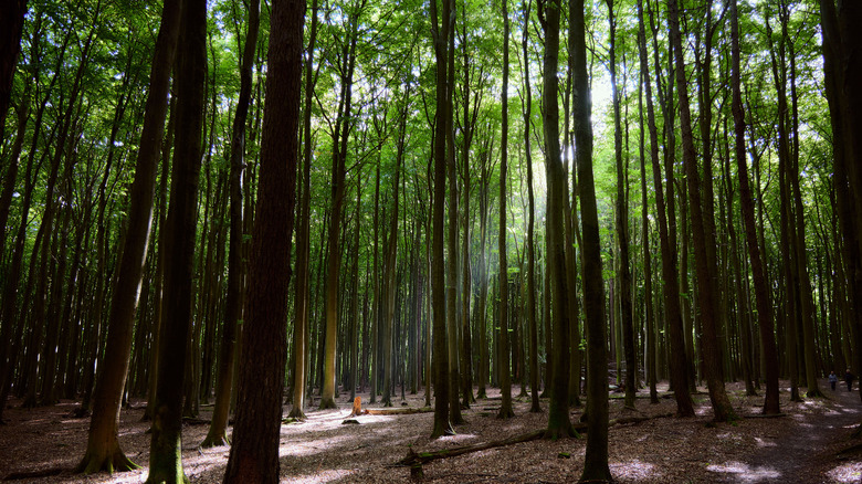 The ancient and dense forest of Jasmund National Park, which is now a UNESCO World Heritage Site