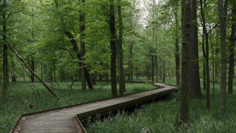 Boardwalk trail at Maumee Bay State Park, Ohio