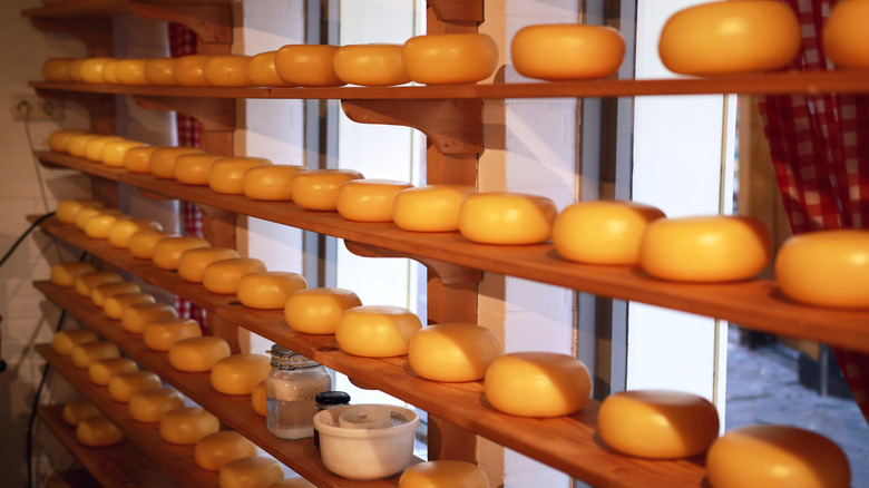 Shelves of hard cheese