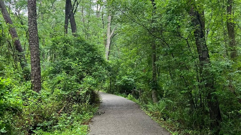 A trail in the Blueberry Hill trail network