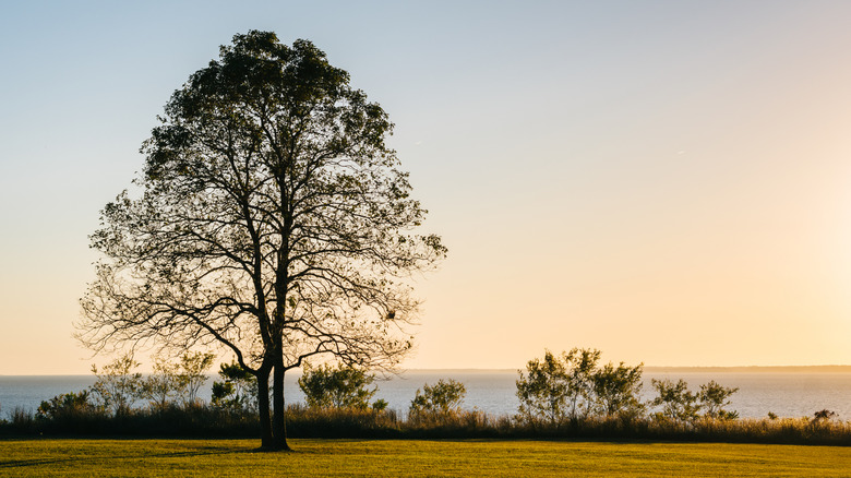 A tree at sunset, at Elk Neck State Park, Maryland