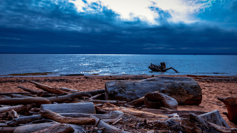Driftwood on the beach under some beautiful skies on the shores of the Chesapeake Bay in Elk Neck State Park, Maryland