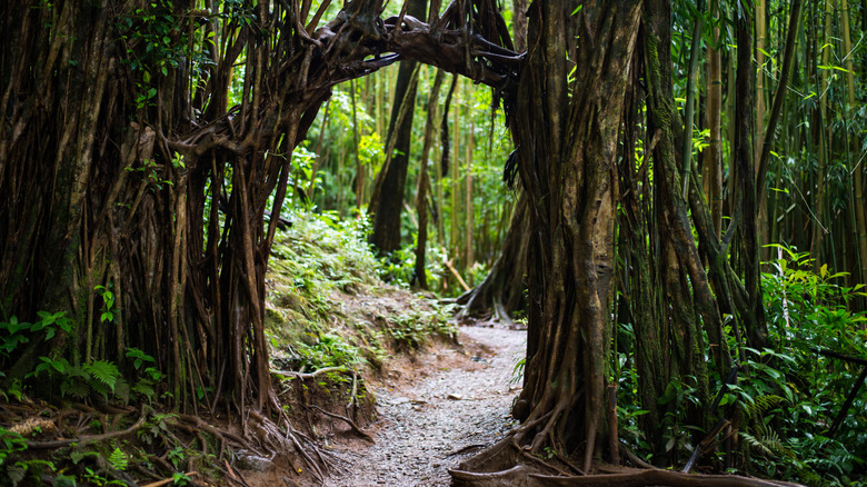 A bamboo forest along Mānoa Falls Trail