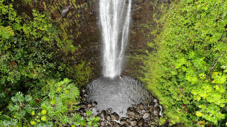 Ariel view of Mānoa Falls cascading into a pool at the Koʻolau Range's basalt backbone